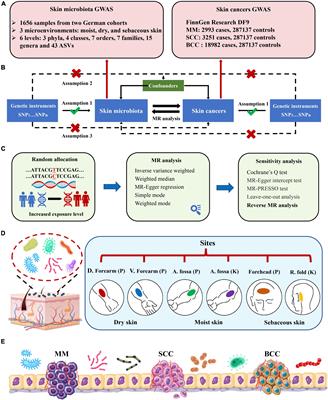 Causal roles of skin microbiota in skin cancers suggested by <mark class="highlighted">genetic study</mark>
